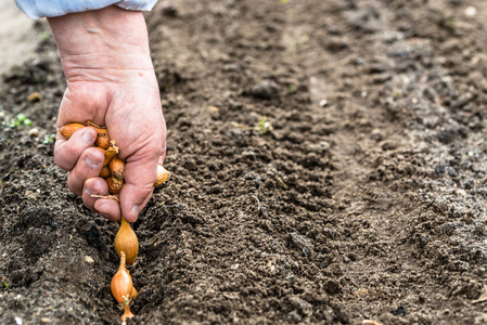 农夫的手在菜园里种植洋葱籽。在农场播种洋葱, 有机耕作概念