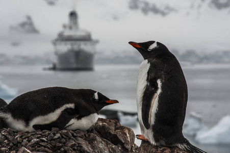 位于南极天堂海港的巴布亚企鹅, 是游览游船的热门地方。