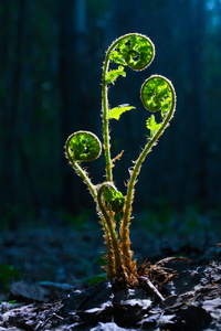年轻的绿苗图片
