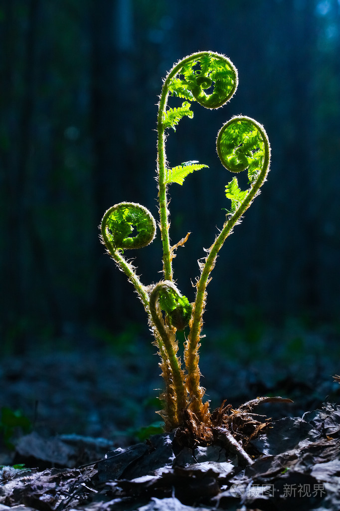 在春天森林绿苗