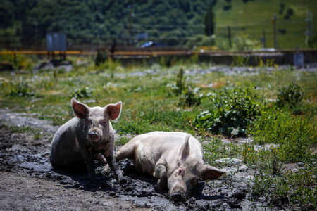 猪沐浴在明亮的阳光下的泥巴中照片