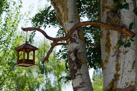 在树的早午餐上的木制喂鸟器。