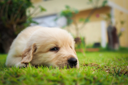 小狗睡在草地上与右边的副本空间