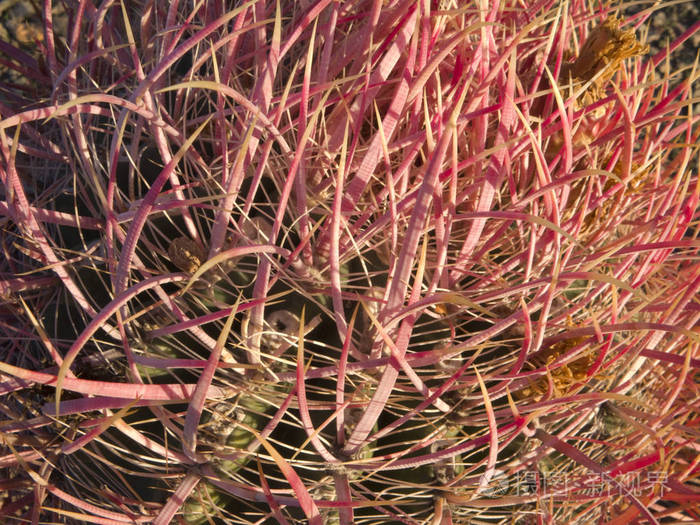 亚利桑那州西南沙漠本土鱼钩桶仙人掌顶刺特写