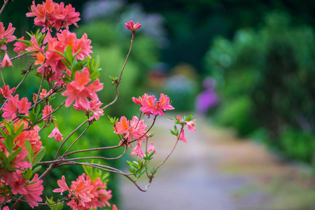 杜鹃花枝在模糊的背景上