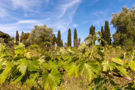 年轻绿色生酿酒葡萄种植园的背景