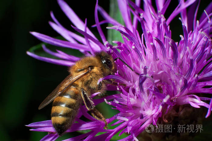 夏季花矢车菊蜜蜂的宏观侧面观