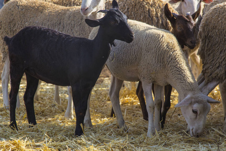 山羊羊, 黑山羊, 牧场上的羊群