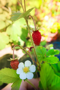 白花绿叶森林中的野草莓照片