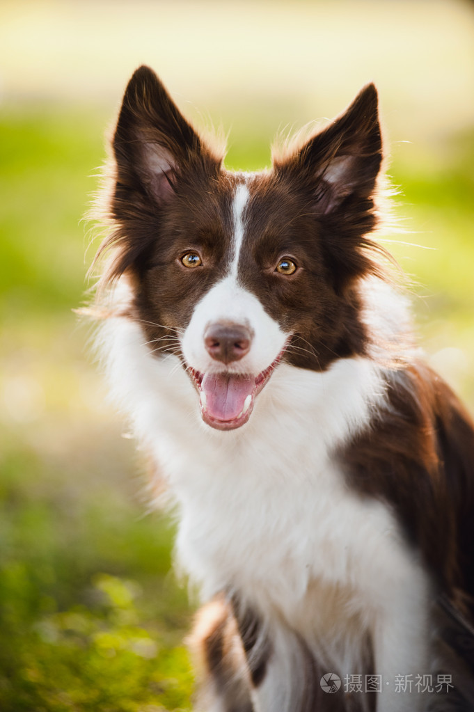 快乐的棕色狗边境牧羊犬