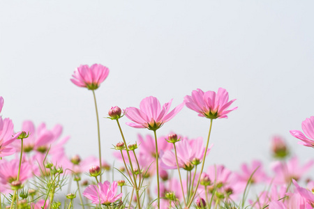 波斯菊花海