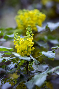 十大功劳冬青灌木, 花刺灌木, 春季