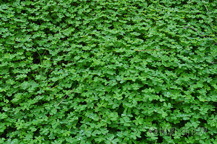三叶草植物带雨点