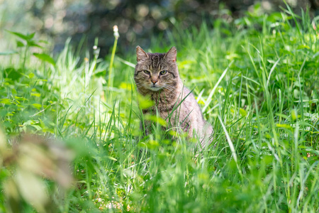 绿草草地上的非血统猫