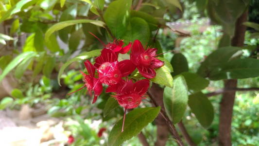 红色的花朵是花园里的阳光