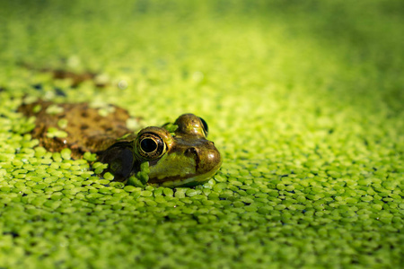 绿色池塘上的青蛙的细节