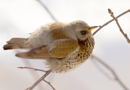 Fieldfare 画眉坐在树枝上