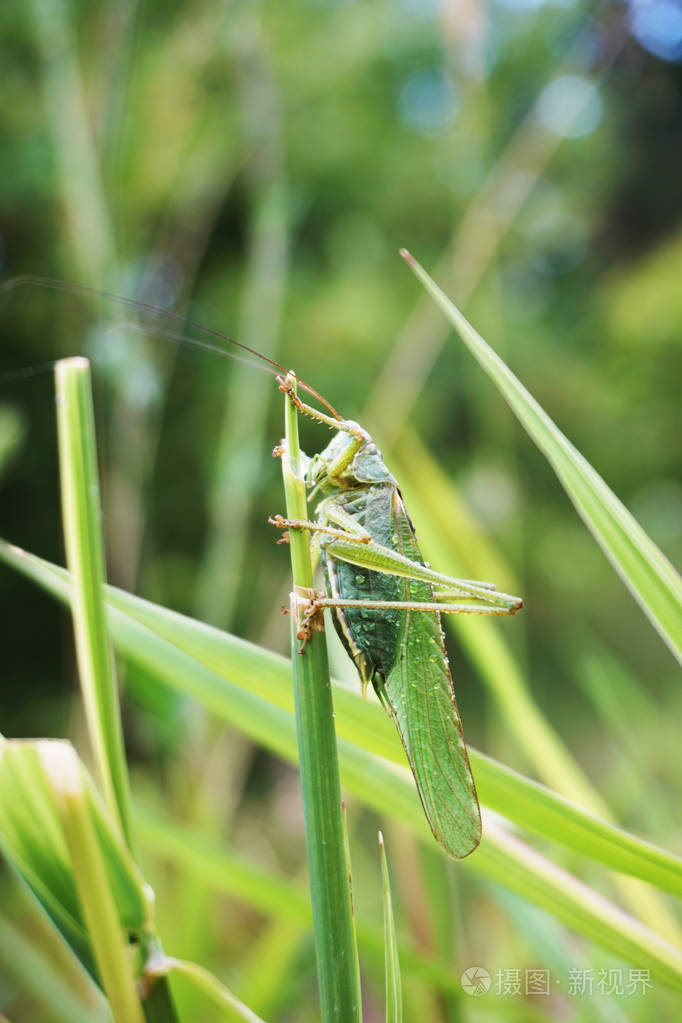 绿蚱蜢坐在草地上特写选择性聚焦