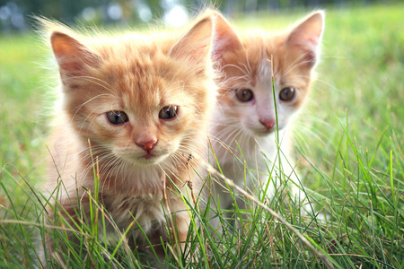 在绿色草地上的两只小猫