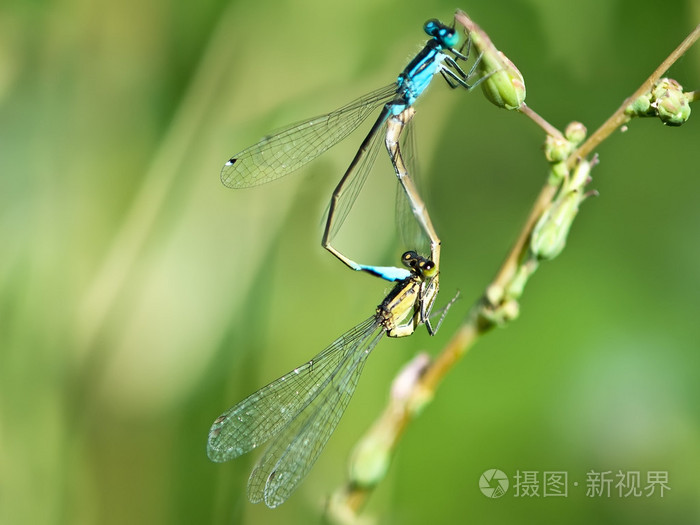 产卵的蜻蜓