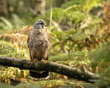 uk, sherwood forrest, 诺丁汉郡猛禽的 prey 事件kestrel 坐在森林的树枝上