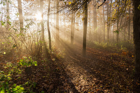秋天早晨, 在雾中的太阳光束的落叶林的碎片