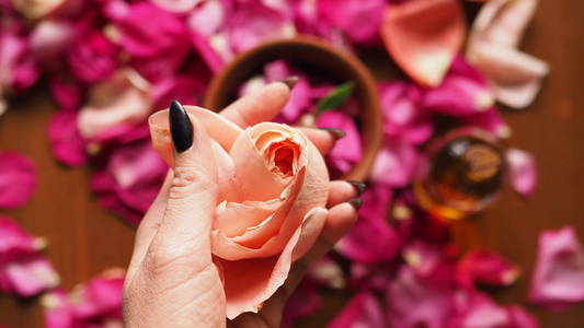 女性的手指与玫瑰芽在木桌上与玫瑰花瓣。如何从天然原料中制作香精油, 选定重点