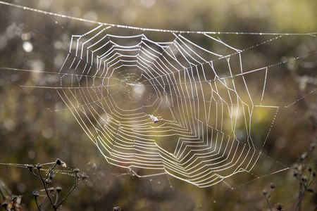 蜘蛛网上的水滴。蜘蛛网