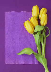 黄色郁金香束紫罗兰色背景
