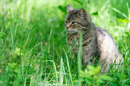 绿草草地上的非血统猫