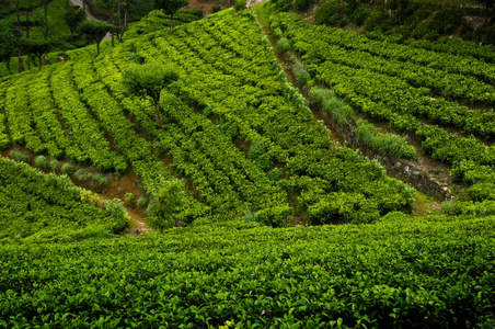 斯里兰卡的丘陵与茶树, 努沃勒埃利耶