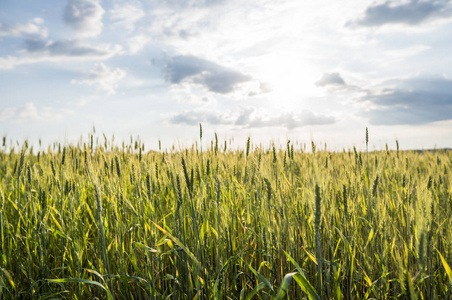 年轻的绿色麦子耳朵在一个美丽的五谷领域与多云天空在日落。成熟的耳朵小麦。农业。种植天然产品