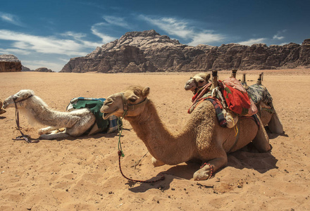 在约旦南部的干河朗姆酒沙漠中的骆驼
