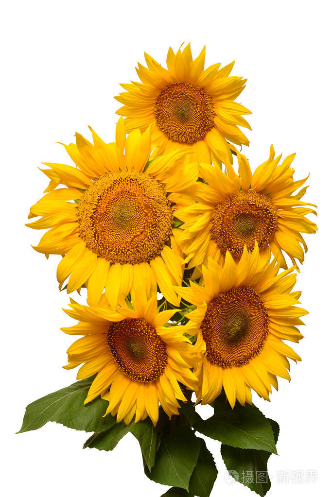 花花束向日葵查出在白色背景.种子和油.花卉安排.风景如画的概念场景.