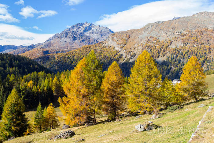 在瑞士阿尔卑斯山的秋季场景与美丽的黄落叶松树和山背景在广州格雷森