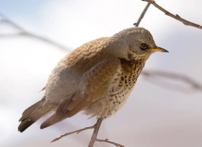 Fieldfare 画眉坐在树枝上