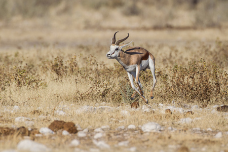 在埃托沙国家公园，纳米比亚 springbuck