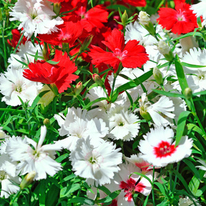 红色和白色的康乃馨花在花园里