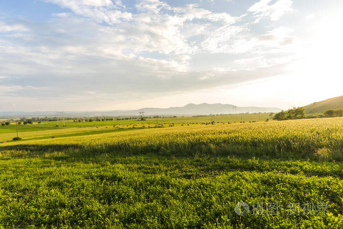 晴朗天气中的夏日田野景观