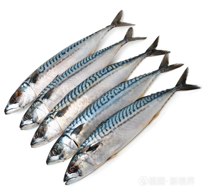 青花鱼照片 正版商用图片0aolpp 摄图新视界