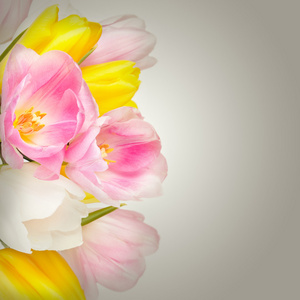 孤立在白色的花瓶里的美丽的郁金香花束