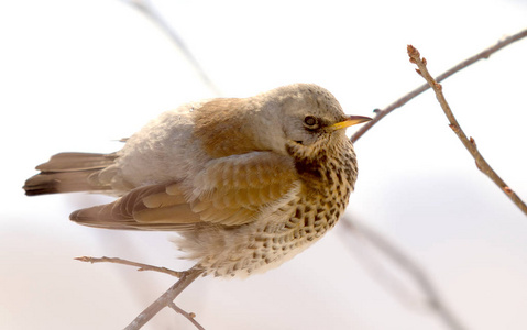 Fieldfare 画眉坐在树枝上