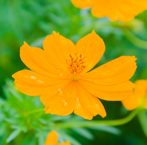 波斯菊花海