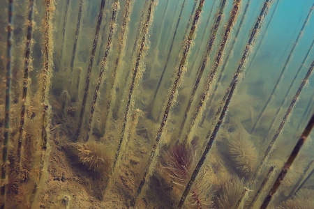 树木水下淡水潜水水下照片淹没世界, 生态系统水下景观