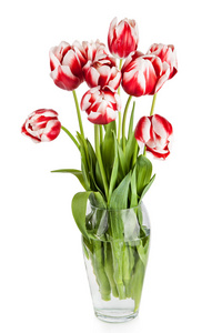 美丽的红色郁金香花花束在白色背景上孤立的花瓶