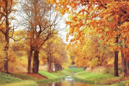 黄河秋季森林景观美丽的树木与黄叶在森林, 风景10月秋季, 季节性景观
