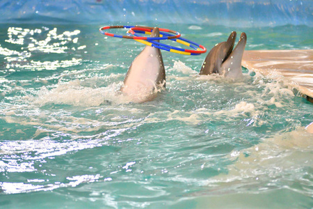 海豚在室内泳池中进行带箍的运动照片