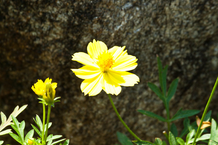 美丽的花朵