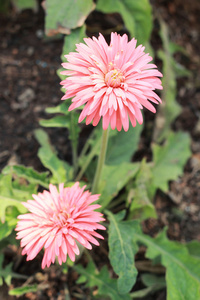 美丽的非洲菊花园里的花