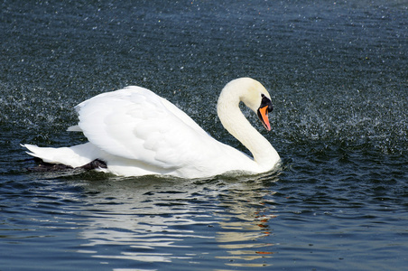 天鹅湖照片名字图片-天鹅湖照片名字素材-天鹅湖照片名字插画-摄图新